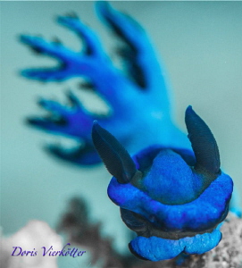 Blue beauty by Doris Vierkötter 